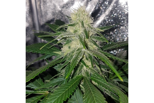 Choco Haze (Zamnesia Seeds) Feminiserade Choco Haze (Zamnesia Seeds) Feminiserade