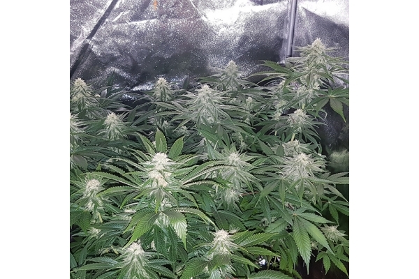 Choco Haze (Zamnesia Seeds) Feminiserade Choco Haze (Zamnesia Seeds) Feminiserade