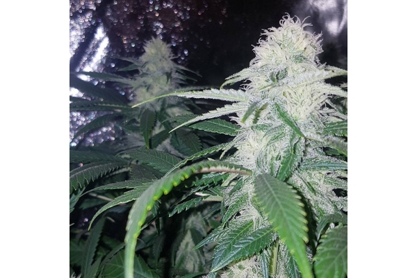 Choco Haze (Zamnesia Seeds) Feminiserade Choco Haze (Zamnesia Seeds) Feminiserade