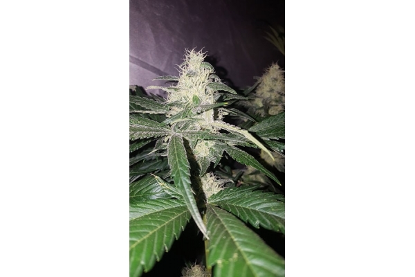 Choco Haze (Zamnesia Seeds) Feminiserade Choco Haze (Zamnesia Seeds) Feminiserade