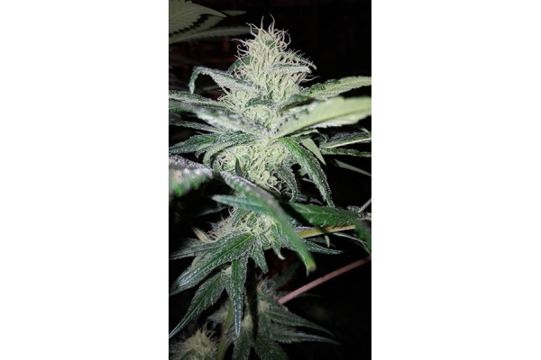 Choco Haze (Zamnesia Seeds) Feminiserade Choco Haze (Zamnesia Seeds) Feminiserade