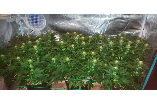 Choco Haze (Zamnesia Seeds) Feminiserade Choco Haze (Zamnesia Seeds) Feminiserade