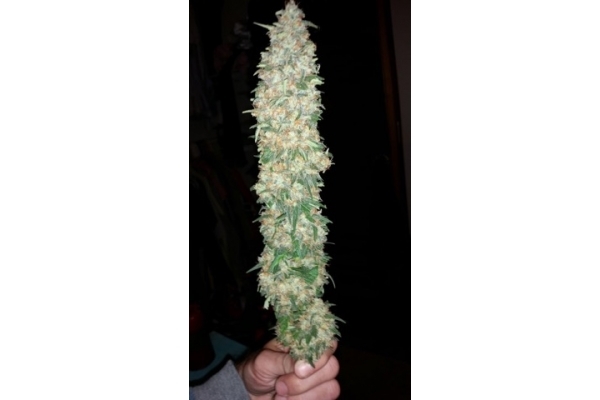 Classic Skunk (Zamnesia Seeds) Feminiserade Classic Skunk (Zamnesia Seeds) Feminiserade