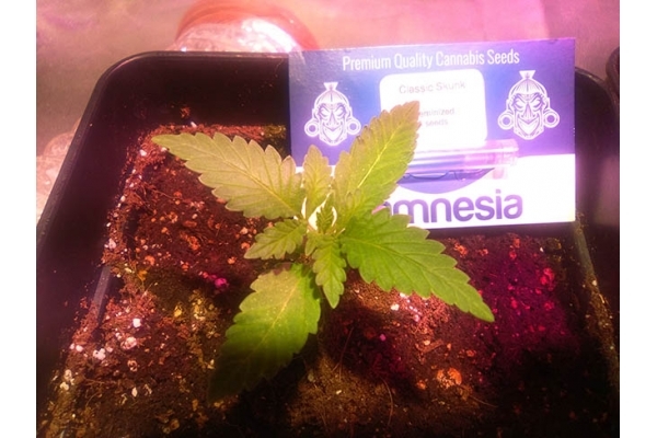 Classic Skunk (Zamnesia Seeds) Feminiserade Classic Skunk (Zamnesia Seeds) Feminiserade