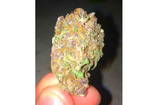 Blueberry Autoflower (Zamnesia Seeds) Feminiserade Blueberry Autoflower (Zamnesia Seeds) Feminiserade