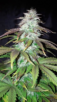 Blueberry Autoflower (Zamnesia Seeds) Feminiserade Blueberry Autoflower (Zamnesia Seeds) Feminiserade