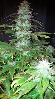 Blueberry Autoflower (Zamnesia Seeds) Feminiserade Blueberry Autoflower (Zamnesia Seeds) Feminiserade