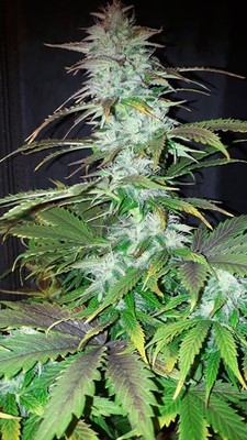 Blueberry Autoflower (Zamnesia Seeds) Feminiserade Blueberry Autoflower (Zamnesia Seeds) Feminiserade