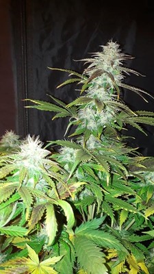 Blueberry Autoflower (Zamnesia Seeds) Feminiserade Blueberry Autoflower (Zamnesia Seeds) Feminiserade