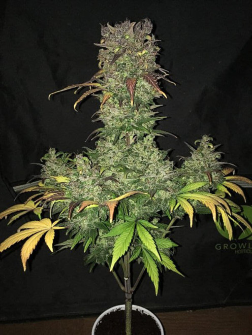 Blueberry Autoflower (Zamnesia Seeds) Feminiserade Blueberry Autoflower (Zamnesia Seeds) Feminiserade