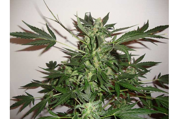 Critical Autoflower (Zamnesia Seeds) Feminiserade Critical Autoflower (Zamnesia Seeds) Feminiserade