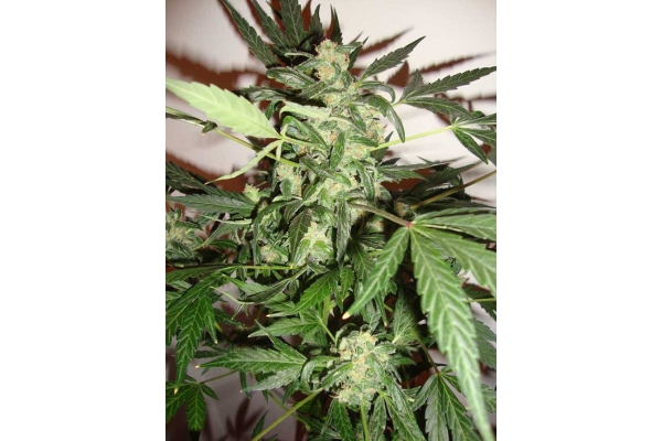 Critical Autoflower (Zamnesia Seeds) Feminiserade Critical Autoflower (Zamnesia Seeds) Feminiserade