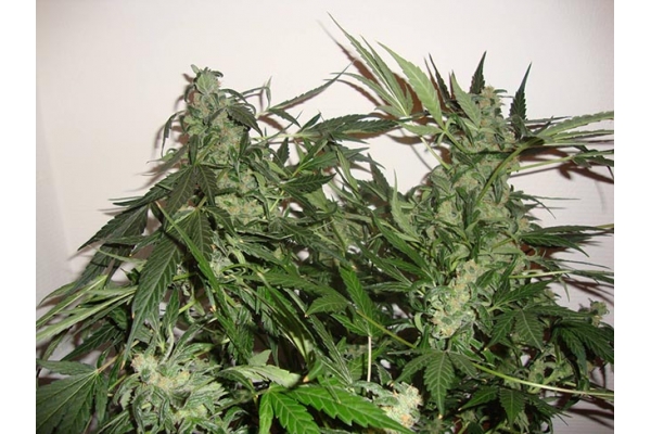 Critical Autoflower (Zamnesia Seeds) Feminiserade Critical Autoflower (Zamnesia Seeds) Feminiserade