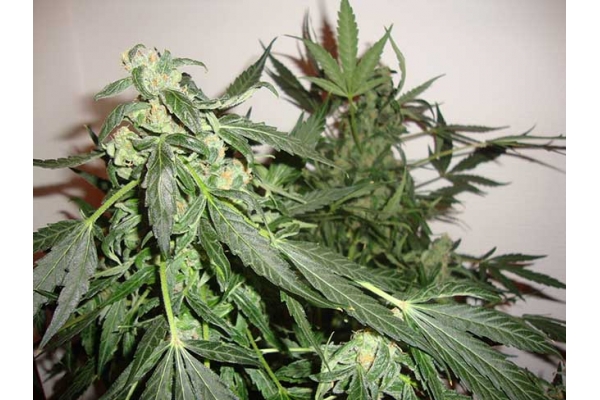 Critical Autoflower (Zamnesia Seeds) Feminiserade Critical Autoflower (Zamnesia Seeds) Feminiserade