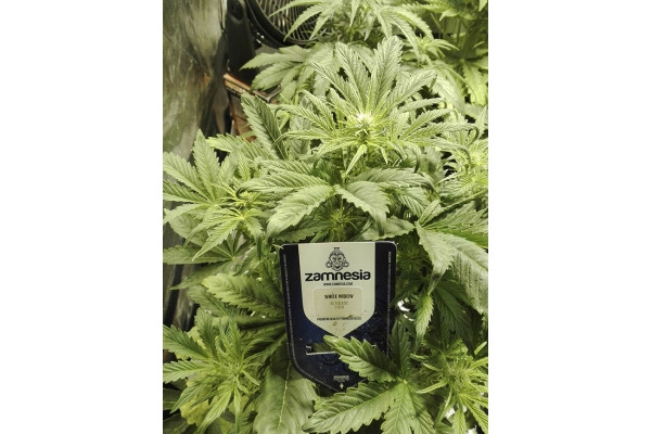 White Widow Autoflower (Zamnesia Seeds) Feminiserade White Widow Autoflower (Zamnesia Seeds) Feminiserade
