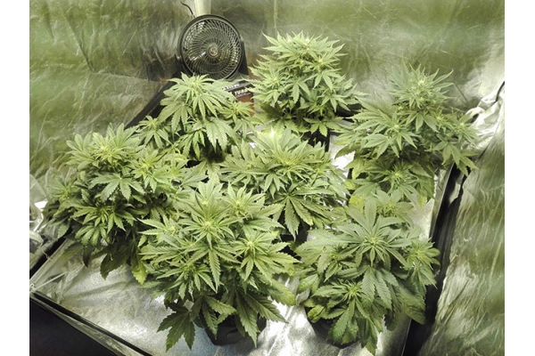 White Widow Autoflower (Zamnesia Seeds) Feminiserade White Widow Autoflower (Zamnesia Seeds) Feminiserade