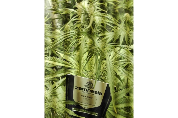White Widow Autoflower (Zamnesia Seeds) Feminiserade White Widow Autoflower (Zamnesia Seeds) Feminiserade