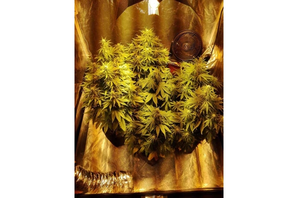 White Widow Autoflower (Zamnesia Seeds) Feminiserade White Widow Autoflower (Zamnesia Seeds) Feminiserade