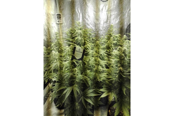 White Widow Autoflower (Zamnesia Seeds) Feminiserade White Widow Autoflower (Zamnesia Seeds) Feminiserade