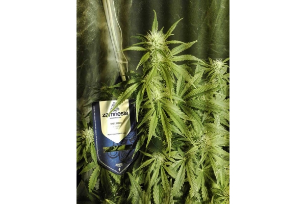 White Widow Autoflower (Zamnesia Seeds) Feminiserade White Widow Autoflower (Zamnesia Seeds) Feminiserade