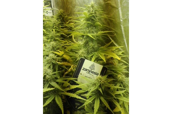 White Widow Autoflower (Zamnesia Seeds) Feminiserade White Widow Autoflower (Zamnesia Seeds) Feminiserade