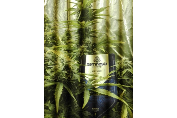 White Widow Autoflower (Zamnesia Seeds) Feminiserade White Widow Autoflower (Zamnesia Seeds) Feminiserade