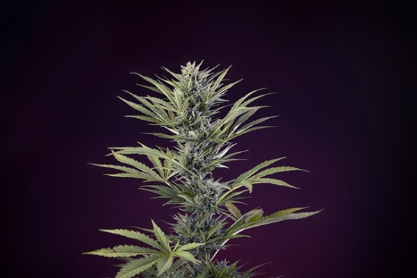 Sticky Beast Autoflower (Zamnesia Seeds) Feminiserade Sticky Beast Autoflower (Zamnesia Seeds) Feminiserade