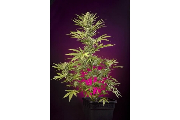 Sticky Beast Autoflower (Zamnesia Seeds) Feminiserade Sticky Beast Autoflower (Zamnesia Seeds) Feminiserade
