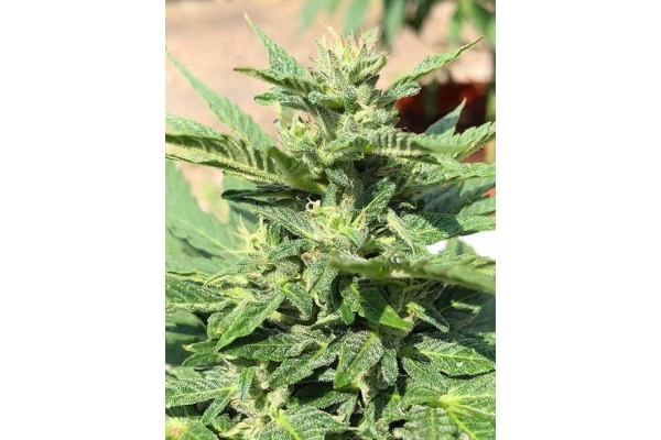 Sticky Beast Autoflower (Zamnesia Seeds) Feminiserade Sticky Beast Autoflower (Zamnesia Seeds) Feminiserade