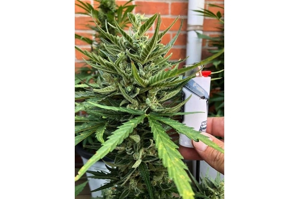 Sticky Beast Autoflower (Zamnesia Seeds) Feminiserade Sticky Beast Autoflower (Zamnesia Seeds) Feminiserade
