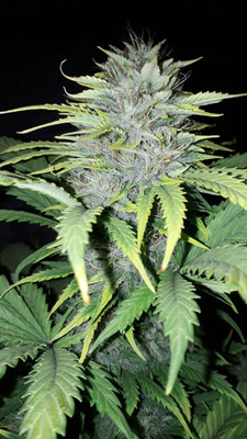 Sticky Beast Autoflower (Zamnesia Seeds) Feminiserade Sticky Beast Autoflower (Zamnesia Seeds) Feminiserade