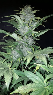 Sticky Beast Autoflower (Zamnesia Seeds) Feminiserade Sticky Beast Autoflower (Zamnesia Seeds) Feminiserade