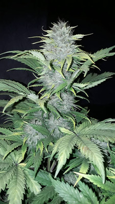 Sticky Beast Autoflower (Zamnesia Seeds) Feminiserade Sticky Beast Autoflower (Zamnesia Seeds) Feminiserade