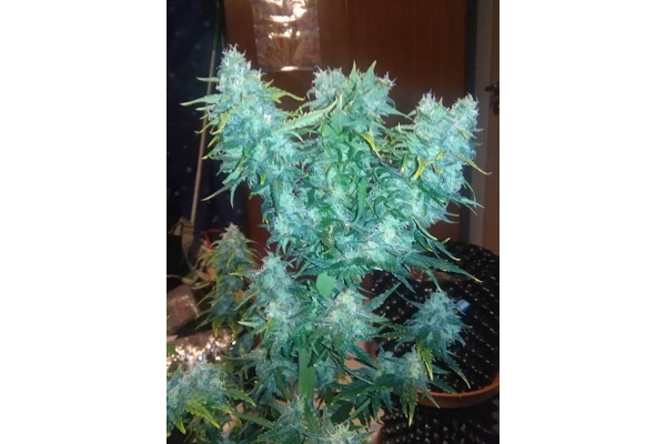 Diesel Autoflower (Zamnesia Seeds) Feminiserade