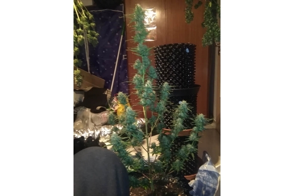 Diesel Autoflower (Zamnesia Seeds) Feminiserade