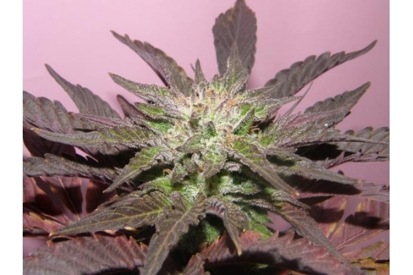 Melon Gum (Dr. Underground) Feminiserade
