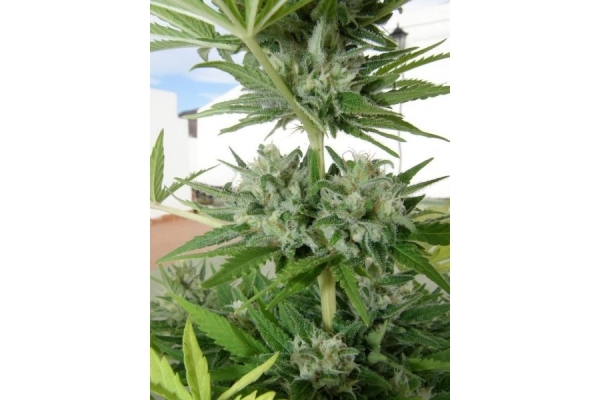 Melon Gum (Dr. Underground) Feminiserade