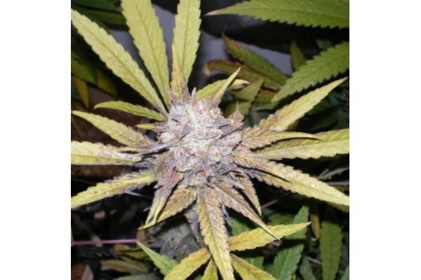 Melon Gum (Dr. Underground) Feminiserade Melon Gum (Dr. Underground) Feminiserade