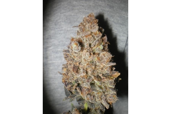 Melon Gum (Dr. Underground) Feminiserade