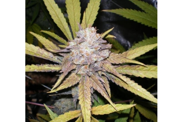 Melon Gum (Dr. Underground) Feminiserade Melon Gum (Dr. Underground) Feminiserade