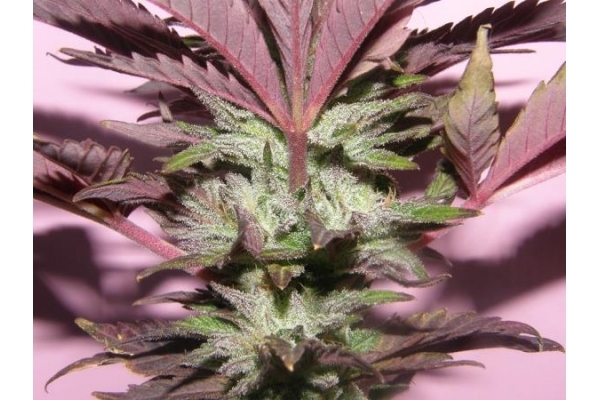 Melon Gum (Dr. Underground) Feminiserade