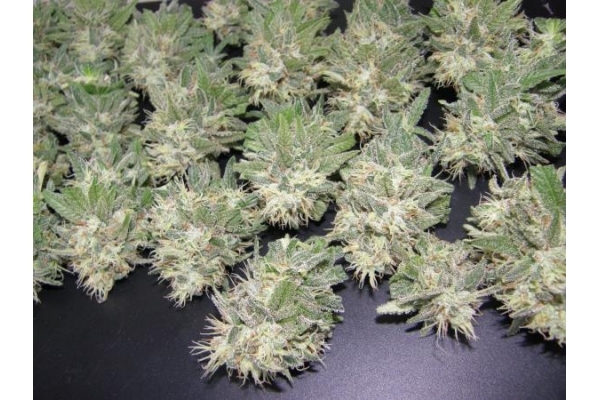 PainKiller (Dr. Underground) Feminiserade