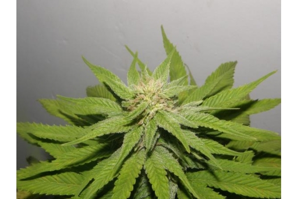 PainKiller (Dr. Underground) Feminiserade