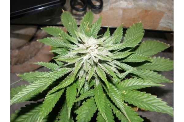 PainKiller (Dr. Underground) Feminiserade