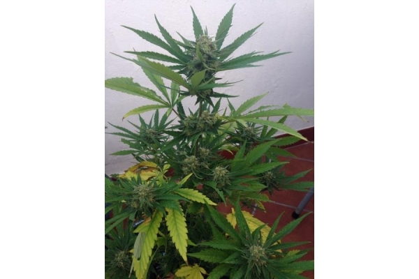 PainKiller (Dr. Underground) Feminiserade