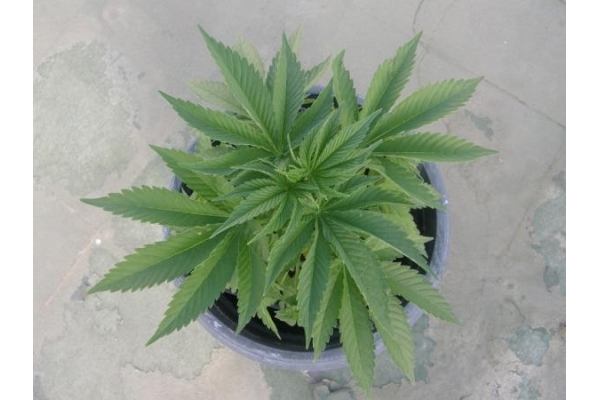 PainKiller (Dr. Underground) Feminiserade