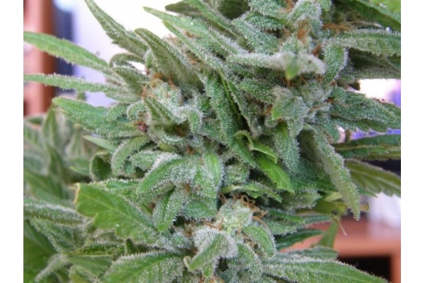 Brooklyn Mango (Dr. Underground) Feminiserade
