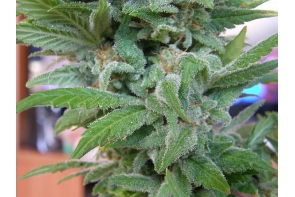 Brooklyn Mango (Dr. Underground) Feminiserade