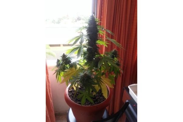 Auto Melon Gum (Dr. Underground) Feminiserade