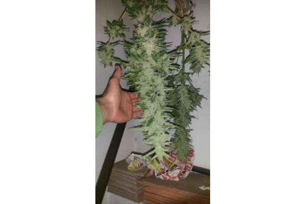 Auto Melon Gum (Dr. Underground) Feminiserade